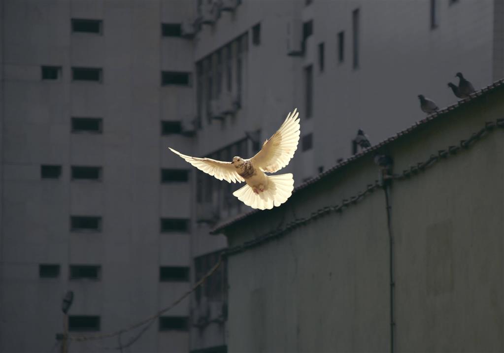Renewed by the Spirit