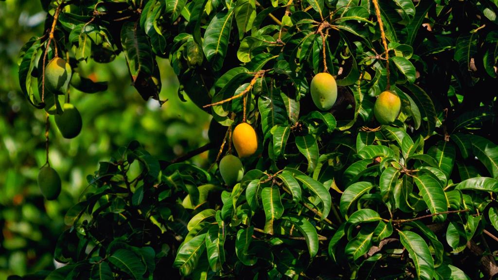 The Fruit of God